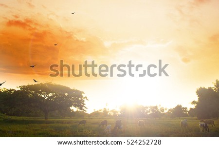 sunset