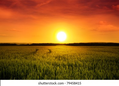 Sunset Above Barley Field