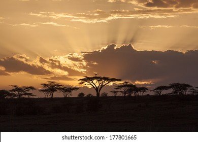 Sunset With Acacia In The African Savanna