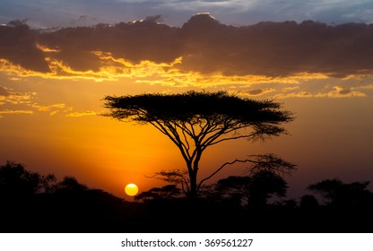 Sunset And Acacia Tree In The Serengeti, Tanzania