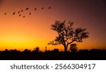 sunset in africa, safari with wild animals. flock of birds against the background of sunset in the savannah.Amazing. Panorama silhouette tree in africa.