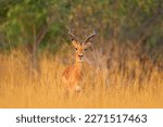 Sunset in Africa wildlife. Antelope in the grass savannah, Okavango South Africa. Impala in golden grass. Beautiful impala in the grass with evening sun. Animal in the nature habitat. 