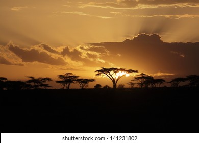 Sunset In The African Savanna