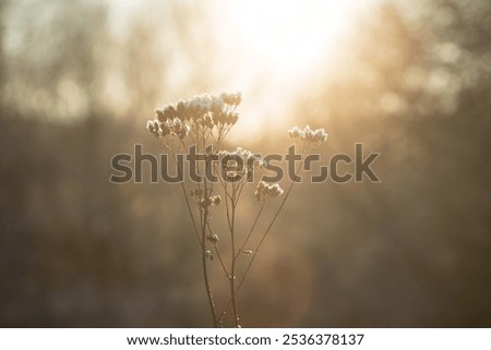 sunset again a bare flower with ice crystals on top a yellow light in winter