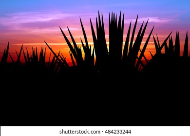 Sunset With Agave Tequila Landscape, Mexico.