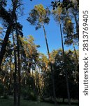 At sunset among pine trees in forest with golden shadows on trees