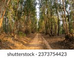 Sunset Among the Trees: Path in the Forest.