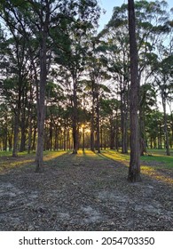 Sunset Amongst A Eucalypt Forest