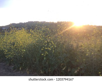 Sunset In Anaheim Hills