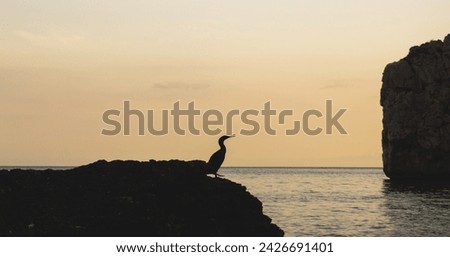 Sunset Animal Sea Bird. Cormorant on the coast.