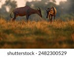 Sunset, antelope fight. Sassaby, in green vegetation, Okavango delta, Botswana. Widlife scene from nature. Sunset, antelope fight. Common tsessebe, Damaliscus lunatus, Africa nature.