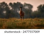 Sunset, antelope male. Sassaby, in green vegetation, Okavango delta, Botswana. Widlife scene from nature. Common tsessebe, Damaliscus lunatus, detail portrait of big brown African mammal in nature.