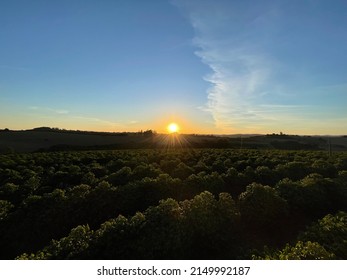 Sunset Ate Coffee Farm In Brazil.