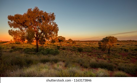 Sunset In The Australian Bush