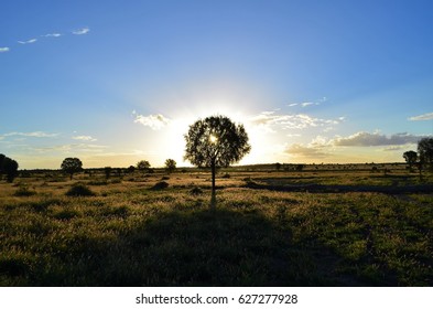 Sunset In The Australian Bush