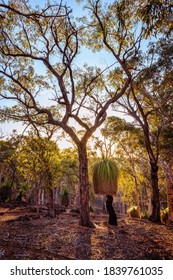 Sunset In The Australian Bush. Grass Trees Surrounded By Gum Trees. Early Evening Orange Light With Touches Of Blue Still In The Sky.