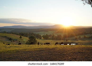 Sunset at Australian cattle farm 
