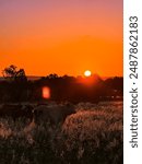 Sunset in the Australian Outback with cattle on a sunlit meadow with flowers and mountains

Sonnenuntergang im australischen Outback mit Kühen auf einer Weide voller Blumen mit Berglandschaft