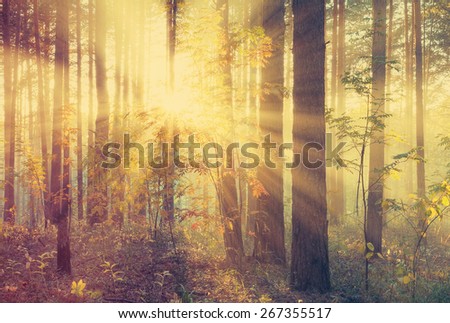 Sunset in autumn forest, retro film filtered, instagram style 