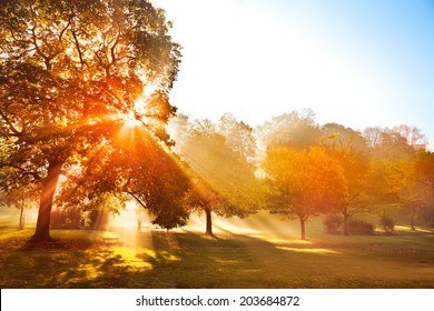 Sunset in autumn park. Autumn landscape. - Shutterstock ID 203684872