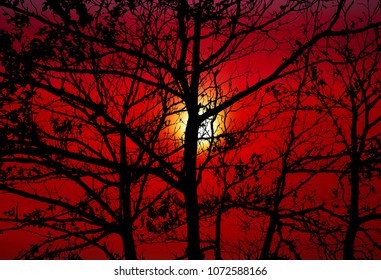 sunset back silhouette tree and dark orange sky - Shutterstock ID 1072588166