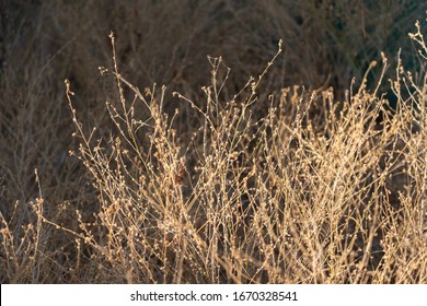 sunset background dried leaves plant green brown abstract spider web dead flora flowers bright sunny day beautiful weather  - Powered by Shutterstock
