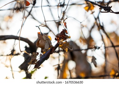 sunset background dried leaves plant green brown abstract spider web dead flora flowers beautiful colorful weather bright sunny day  - Powered by Shutterstock