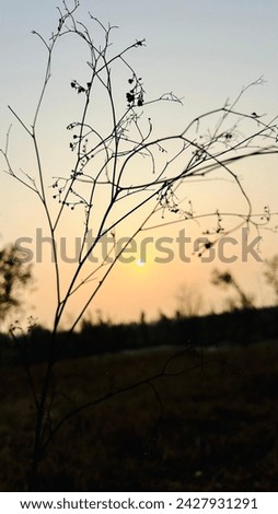 sunset background outdoor shining a tree behind sunset