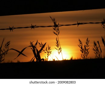 Sunset Background With Tall Grass Silhouette Medium Shot