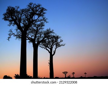 sunset with baobab trees in Madagascar, seen beside the National Road RN7 nearby Sakahara