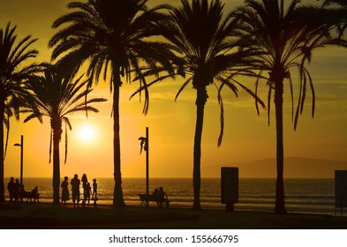 Sunset at the beach with palm trees.