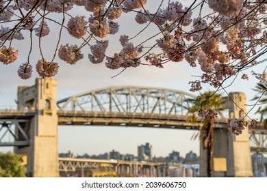 Sunset Beach Park in springtime season. Cherry blossom in full bloom. Burrard Street Bridge. Vancouver, BC, Canada.