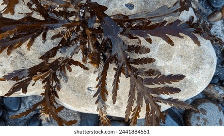 Sunset beach scenes with surfers, tide pools and ancient shorelines at Swamis Reef Surf Park Encinitas California.  - Powered by Shutterstock