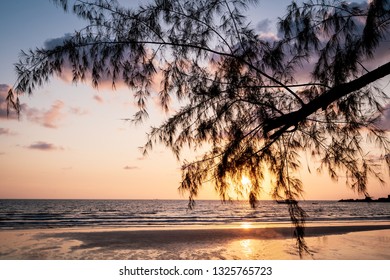 Sunset at the beach with tree in foreground