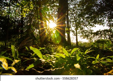 Sunset beam in forest.