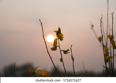 Sunset With Beautiful Flowers With The Semester Break