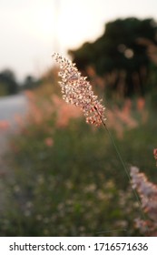 Sunset With Beautiful Flowers With The Semester Break