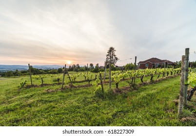 Sunset at a beautiful, green vineyard in Oregon, USA.