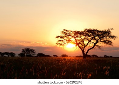 Sunset behind Acacia trees and grass in south africa
