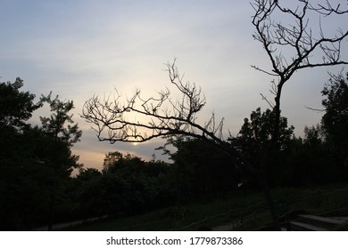 Sunset from behind dried tree.