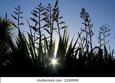 A sunset behind flax bushes and cabbage trees