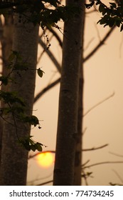 Sunset behind the forest.