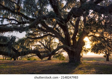 Sunset Behind Mossy Oak Tree From Beafort South Carolina