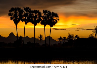 Sunset behind the palm tree is the scene.