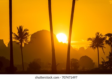 Sunset behind the palm tree is the scene.
