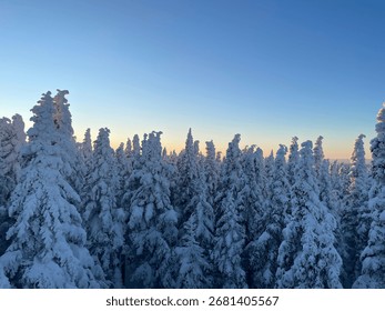 Sunset behind a pine tree forest during winter 