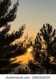 Sunset behind pine trees giving a romantic atmosphere in the sky. Sun is hiding behind the trees like a lover lurking in the shadows