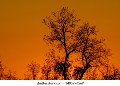 Sunset Behind Silhouetted Pecan Trees