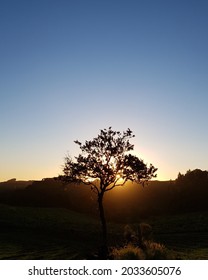 Sunset behind a small tree