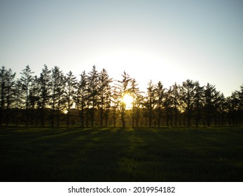 a sunset behind some trees